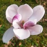 Magnolie