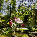 Apfelblüte
