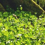 Waldmeister