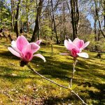 Magnolie