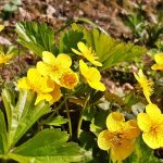 Waldsteinie